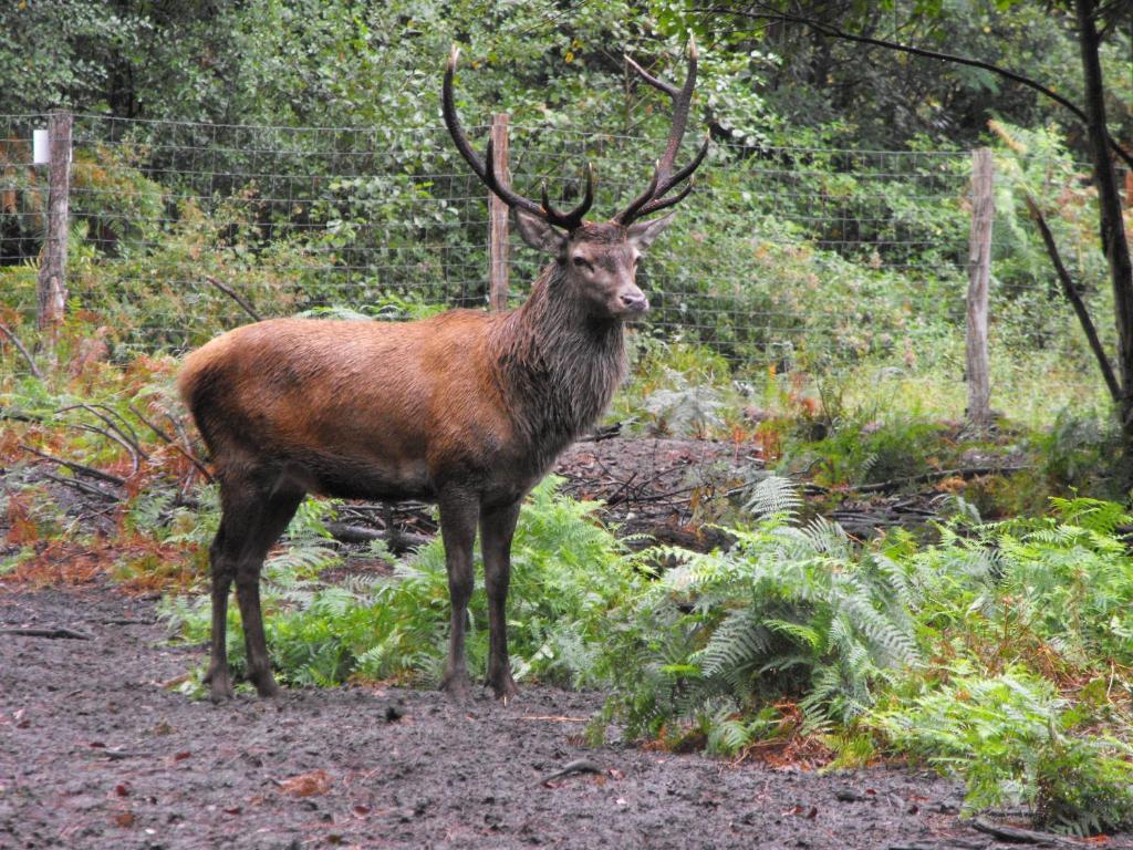 Cabane des cerfs nuit insolite Aquitaine Allons 11
