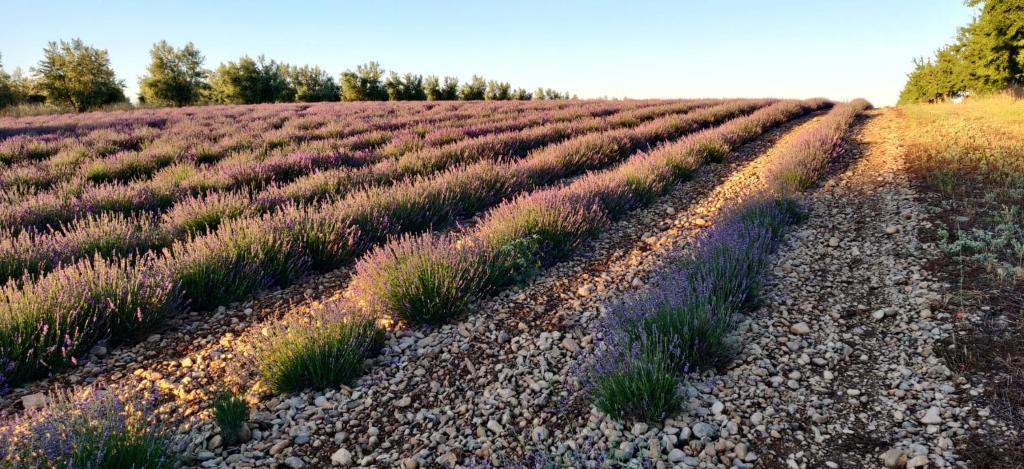 Les lavandes nuit insolite Provence Alpes Cote dAzur Valensole 14